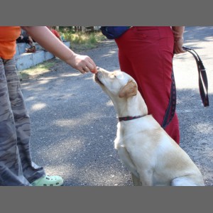 Certyfikacja psa terapeutycznego 