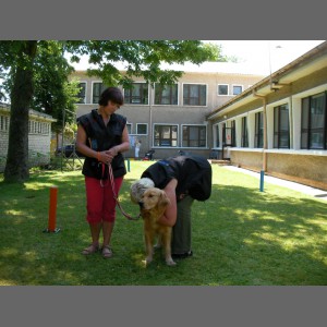 Certyfikacja psa terapeutycznego 